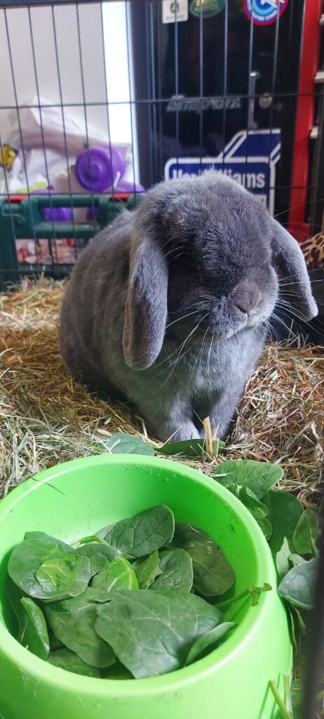 rabbit with his bowl