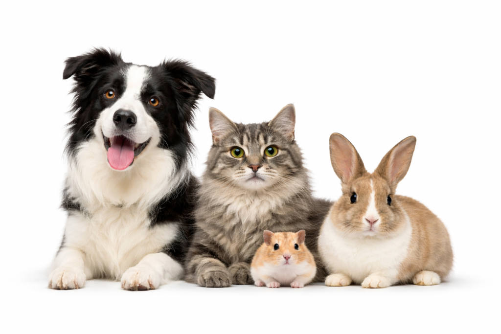 Dog, cat, rabbit and hamster posing on a white background