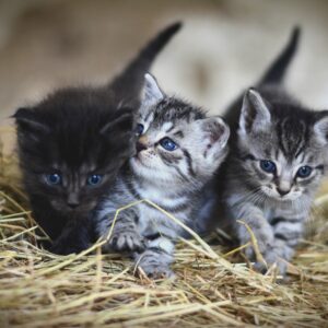 Cat Collars