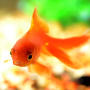 Fish Food