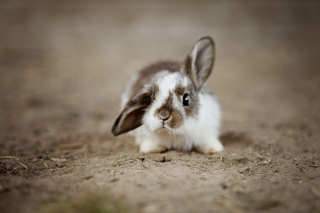 Cute bunny rabbit