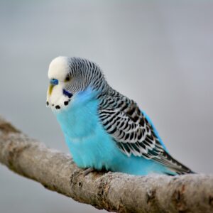 Bird Food