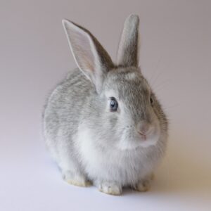 Rabbit Food