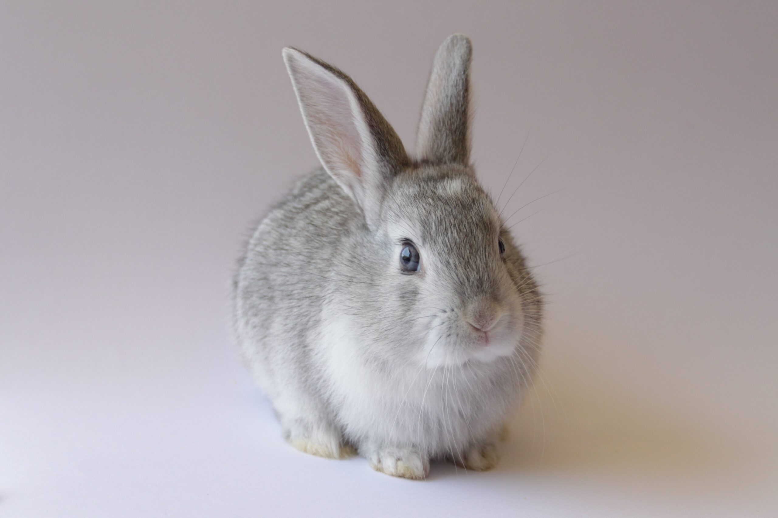 Light grey happy rabbit