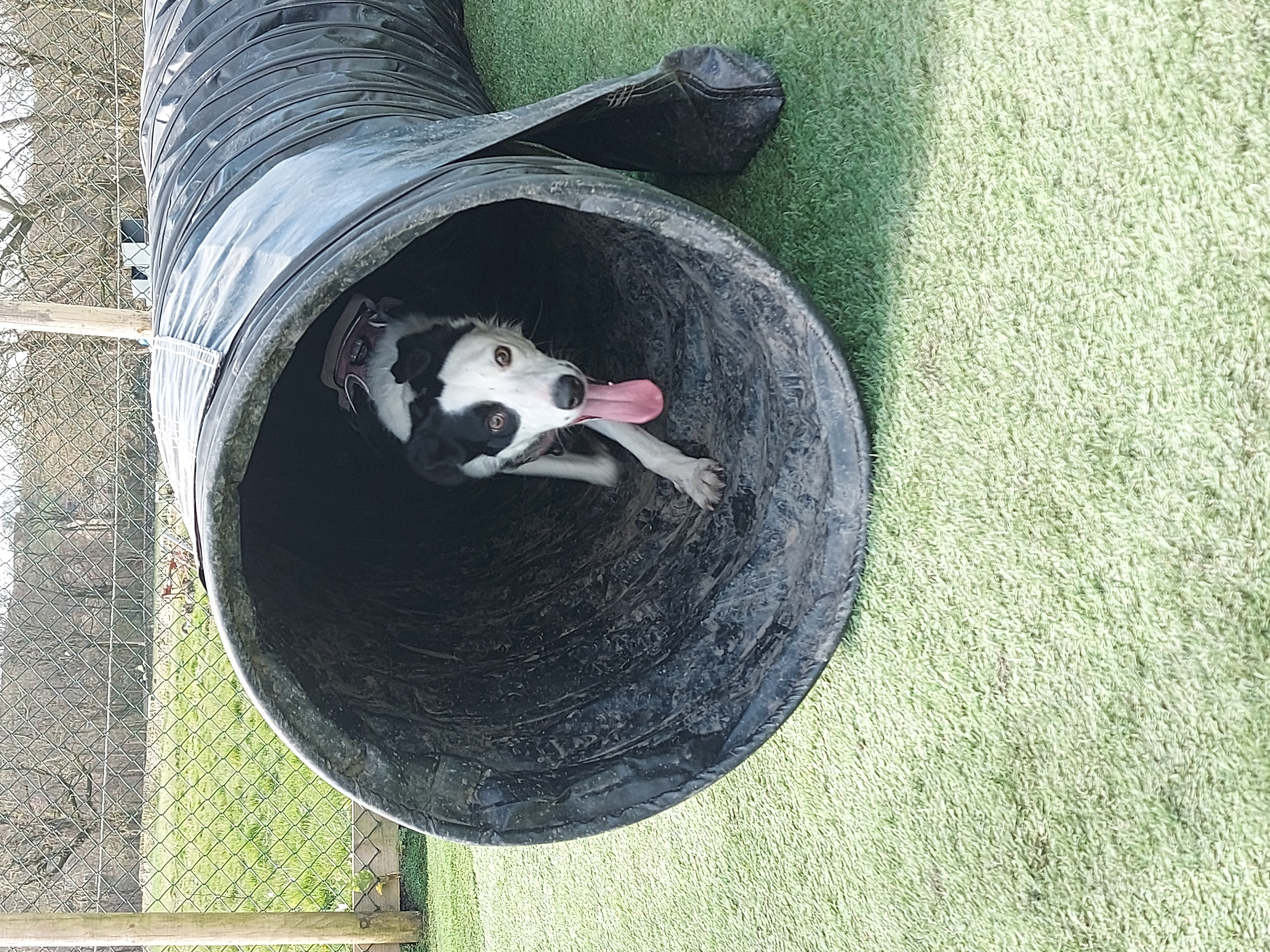 Short Haired Border Collie