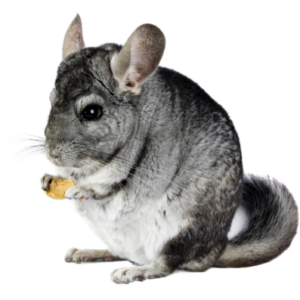 Chinchilla