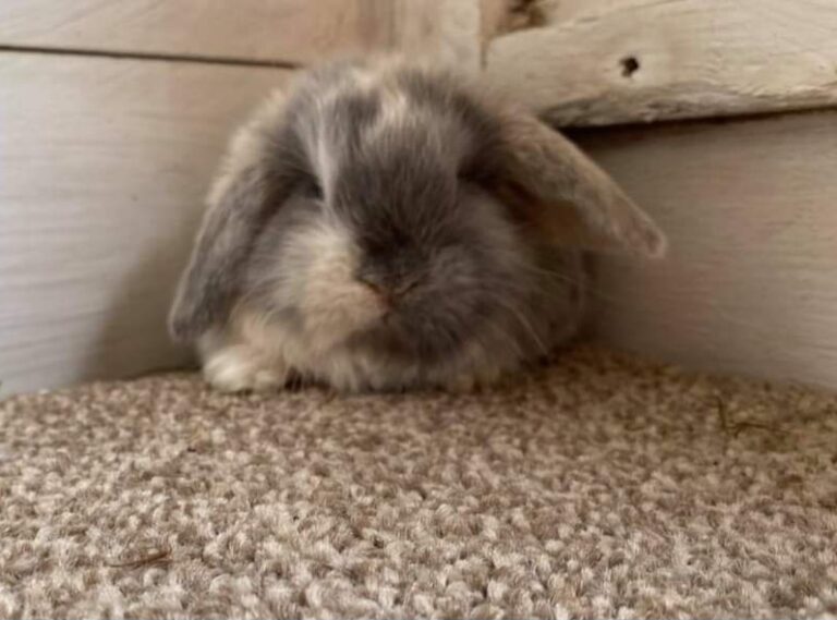 Mini lop rabbit