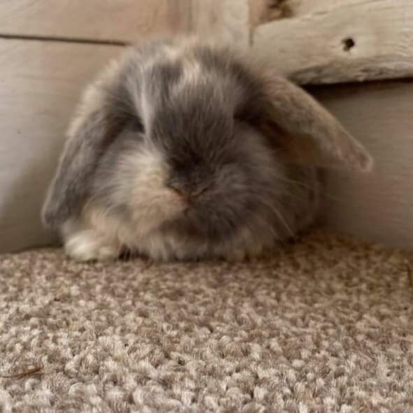 Mini lop rabbit