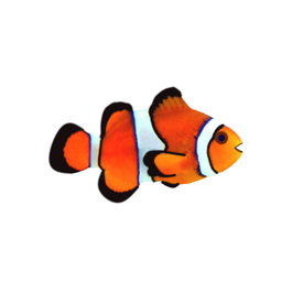 Aquatics