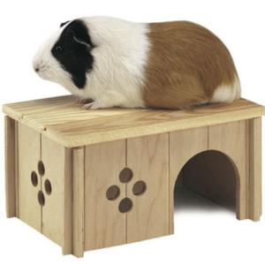 Guinea Pig
