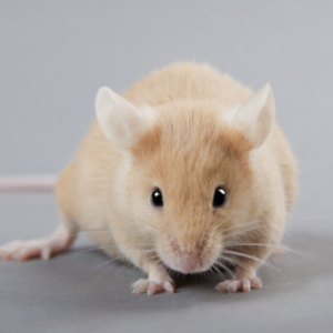 Mice & Rats