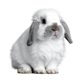 Rabbits
