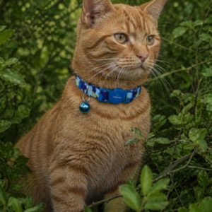 Ancol Blue Camo Cat Collar a