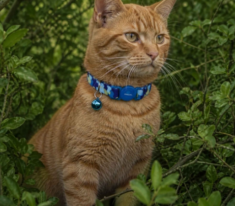 Ancol Blue Camo Cat Collar a