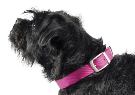Ancol Nylon Buckle Collar Pink 15mm