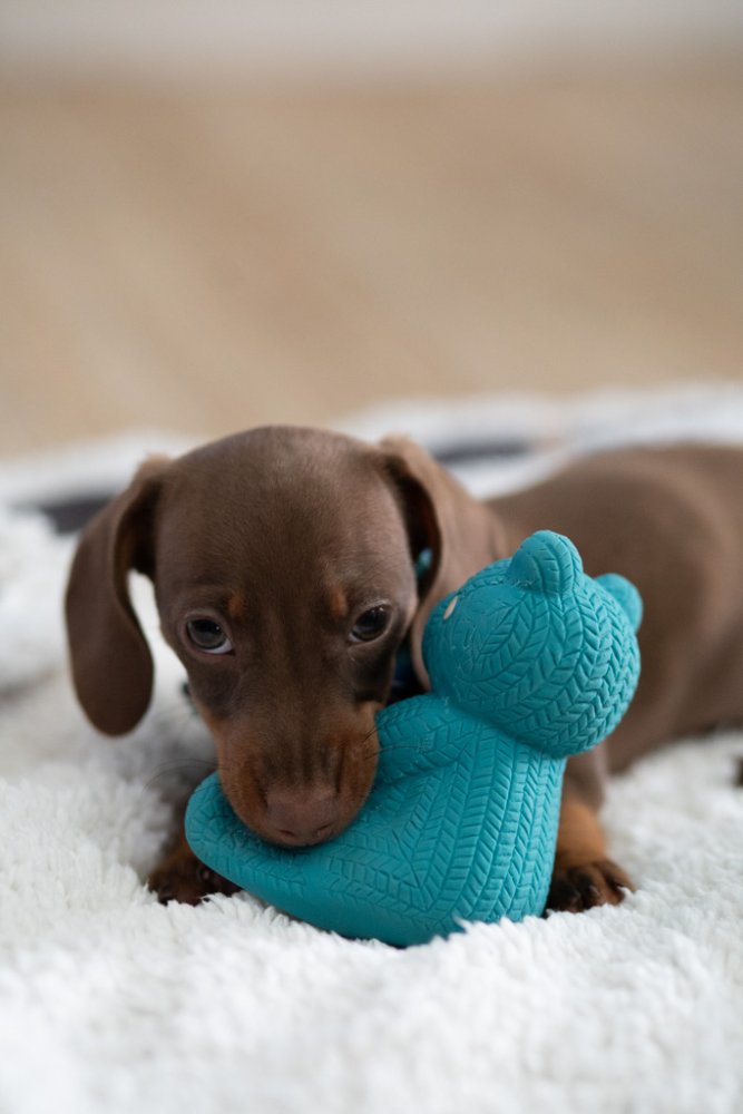 Little Petface Ted the Latex Bear Toy - Image 2