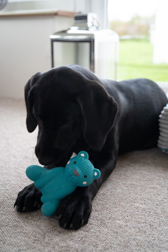Little Petface Ted the Latex Bear Toy - Image 3