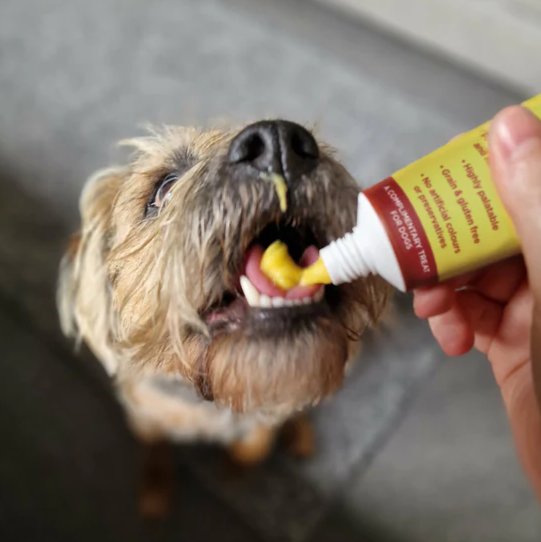 JR Pets Premium Cheese Paste 75g dog