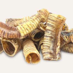 Trachea