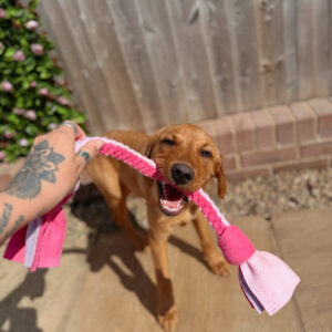 Dog Tug - Medium